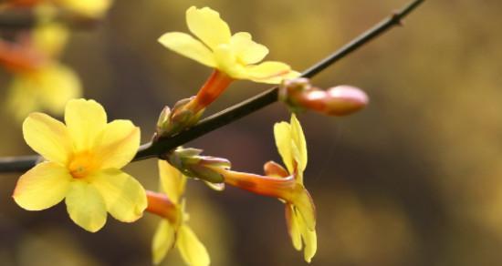 迎春花（迎春花花语传递的意义及文化内涵）