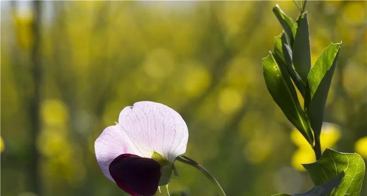 油菜花的花语与寓意（探寻油菜花的美丽与深意）