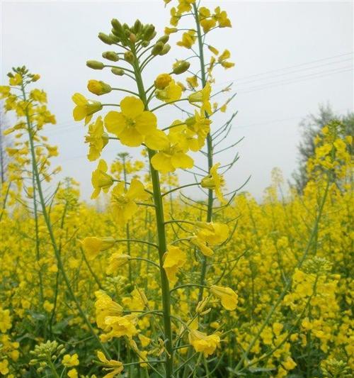 油菜花的花语与象征（揭开油菜花的寓意）