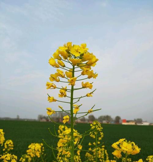 油菜花的花语与象征（揭开油菜花的寓意）