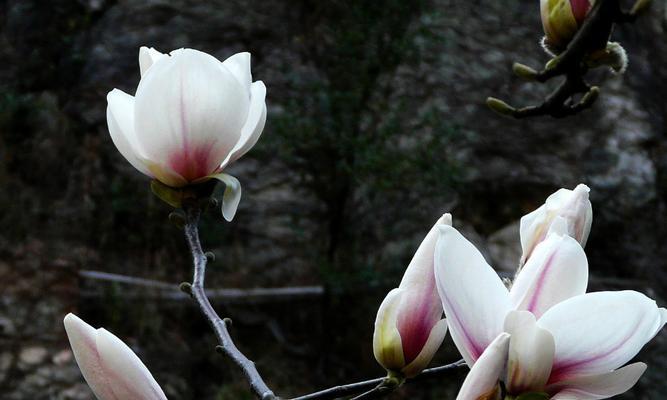 玉兰花的寓意与象征意义（探寻玉兰花的深刻内涵）