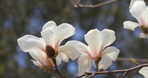 玉兰花的美丽寓意（玉兰花）