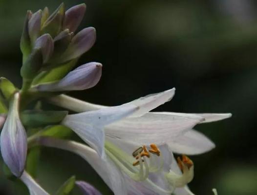 以玉簪花的花语——寓意美好的花卉之语（以玉簪花的花语及其象征意义揭秘）