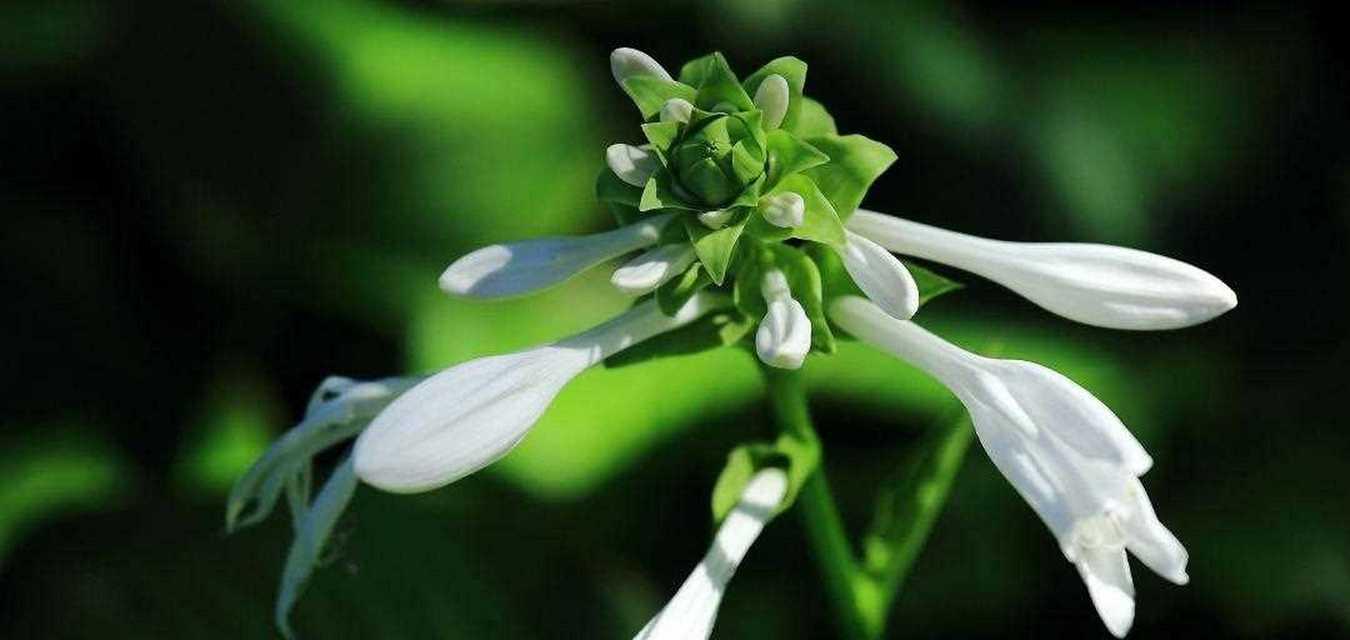 玉簪花的花语与寓意（美丽与纯洁的代表——以玉簪花的花语）