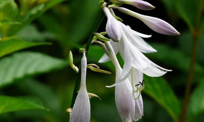 玉簪花的花语与寓意（美丽与纯洁的代表——以玉簪花的花语）