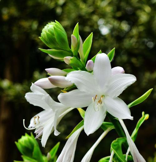 玉簪花（探寻玉簪花的神秘寓意及文化内涵）