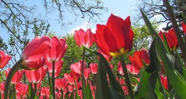 郁金花的花语及其意义（探寻郁金花的隐含之美）