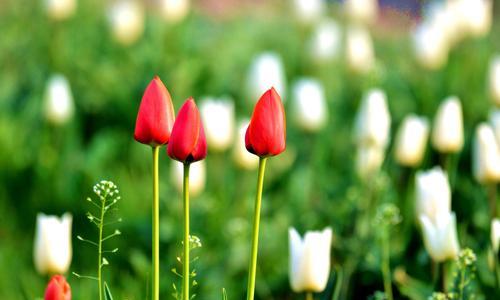 郁金香花语和寓意之美（探索不同颜色郁金香的花语与寓意）