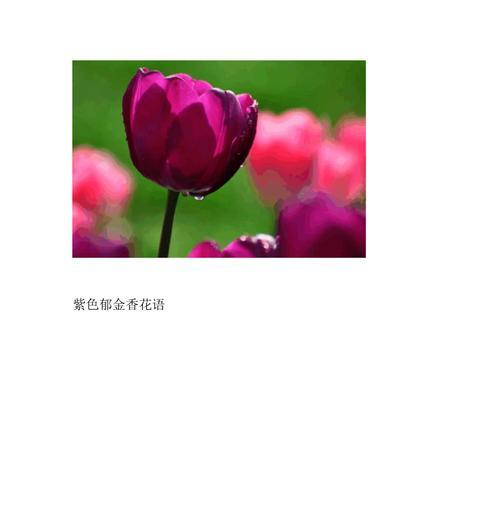 郁金香花语和寓意之美（探索不同颜色郁金香的花语与寓意）