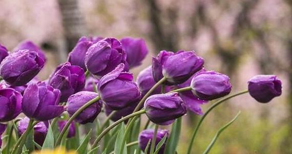 郁金香花语的含义与传承（探秘郁金香的美丽与象征）