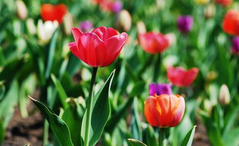 郁金香花语（探索郁金香花语的深刻内涵与美好寓意）