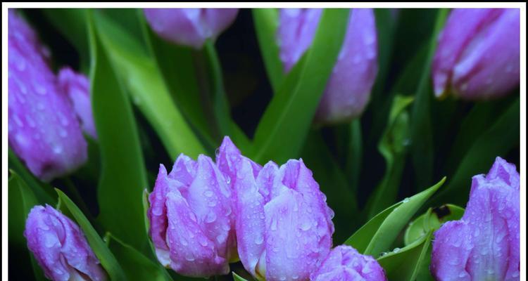 郁金香的花语与送花数目的含义（探究郁金香花束中花朵数量所传递的不同寓意）