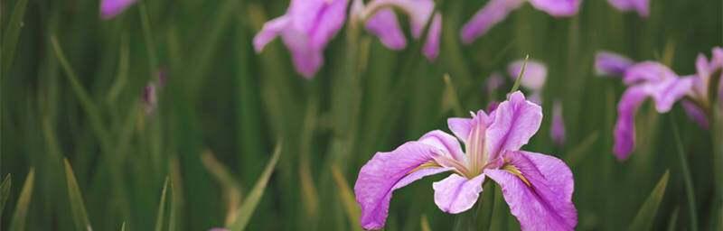 鸢尾花语——揭示不同花色背后的意义（鸢尾花色解析与花语传达）