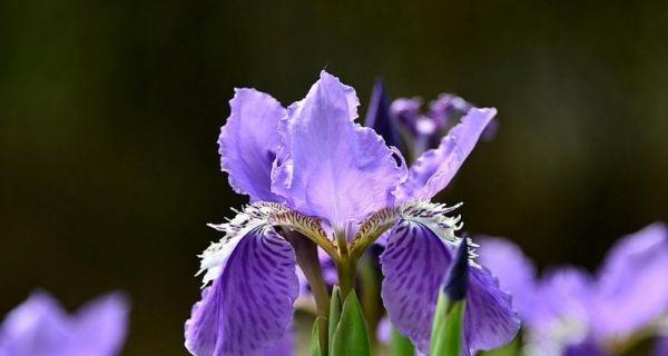 鸢尾兰花的美丽与深远花语（揭示鸢尾兰花语的含义）