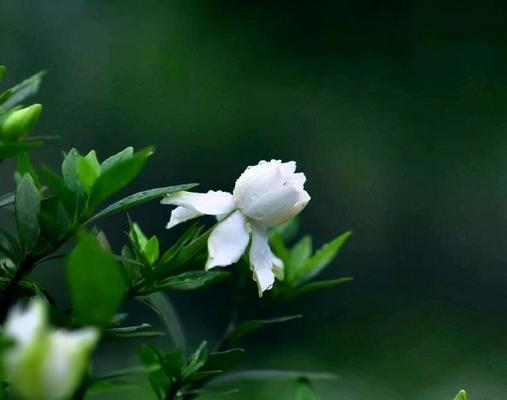 栀子花（探索栀子花的花语与传说）