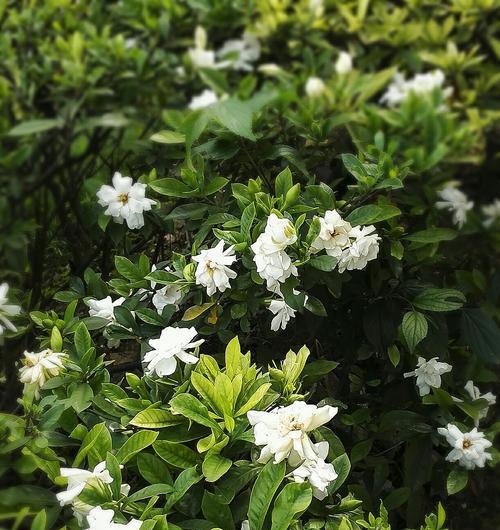 栀子花的寓意及适合送给的人群（探索栀子花的花语）