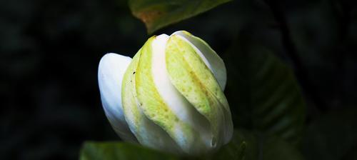 栀子花的寓意及适合送给的人群（探索栀子花的花语）