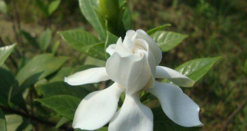 栀子花的真正花语（探秘栀子花背后的花语之谜）