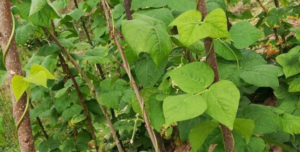 四季豆种植时间（掌握四季豆种植的关键时间点）