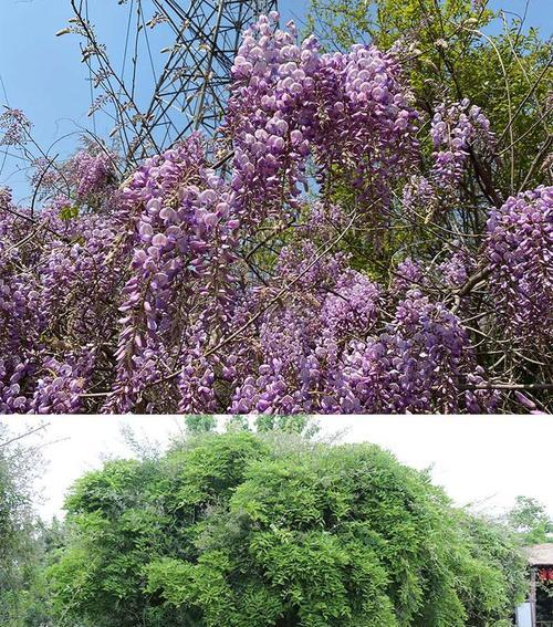 紫藤萝花期多长时间（有关紫藤花期养护要点）