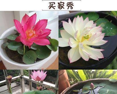 碗莲种子种植方法是什么（有关碗莲的栽培方法）