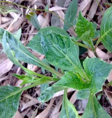 天麻怎么种植方法（天麻的种植技术与栽培管理）