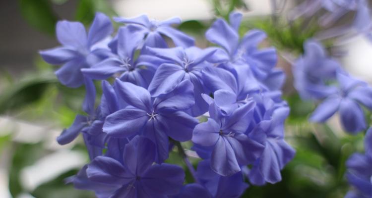 蓝色的花有哪些及花名（最稀有的蓝色花）