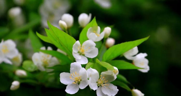 梨花什么时候开（有关梨花花期简介）