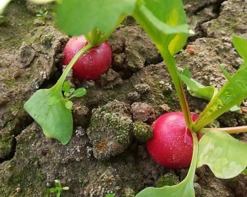 樱桃种子怎么种才能发芽（樱桃的正确种植方法讲解）