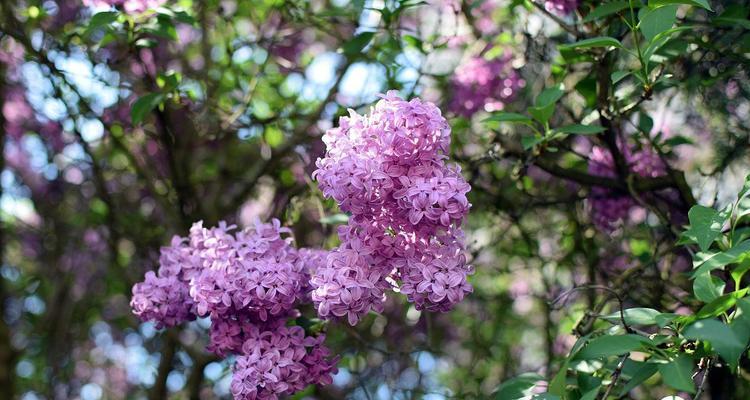 紫丁香几点开花时间（观赏紫丁香花期简介）