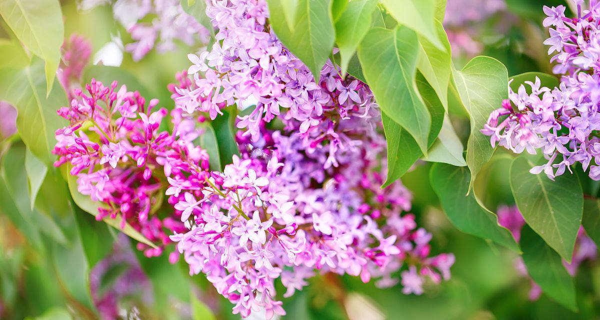 紫丁香几点开花时间（观赏紫丁香花期简介）