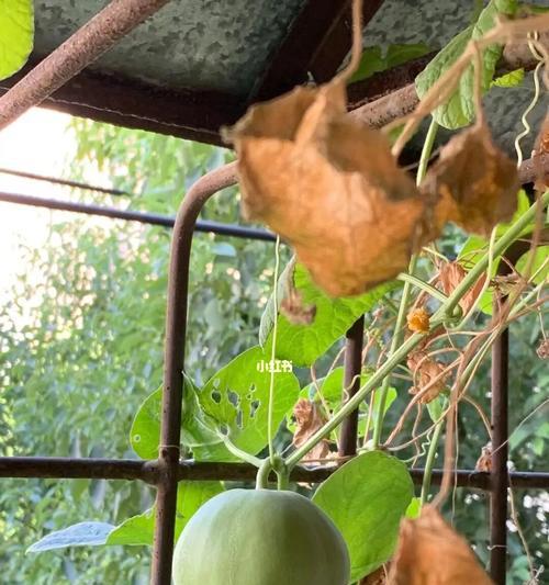 种梨瓜怎样种才好（甜瓜种植技术与管理）