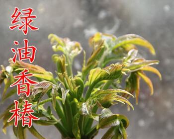 香椿种子什么时候种（香椿树的种植与管理）