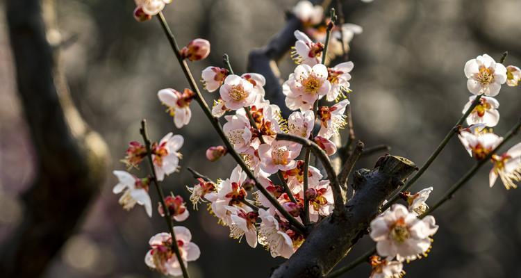 梅花一般几月份开（观赏梅花花期简介）