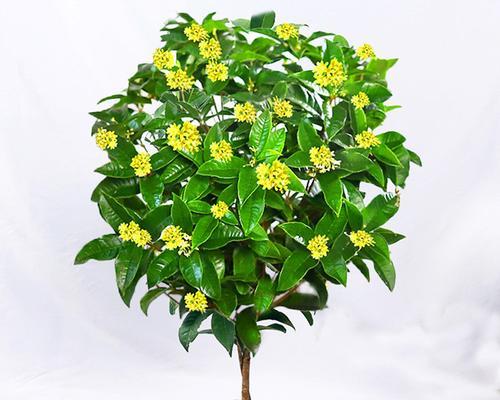 怎么养好桂花树（桂花树种植与养护）