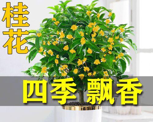 怎么养好桂花树（桂花树种植与养护）