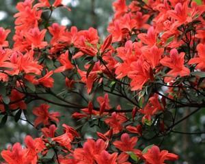 杜鹃花怎么种植（杜鹃花种植方法和时间）