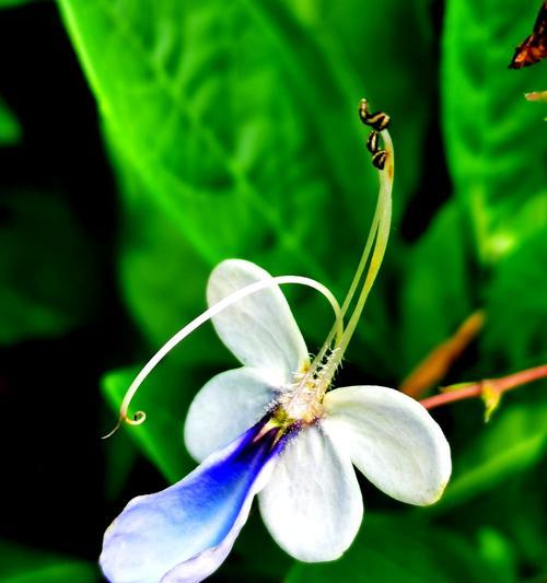 蓝蝴蝶花好养活吗（家养蝴蝶兰正确方法）