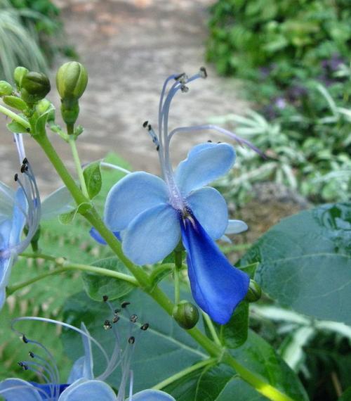 蓝蝴蝶花好养活吗（家养蝴蝶兰正确方法）