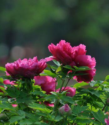 牡丹是什么季节开（有关牡丹的花期时间）