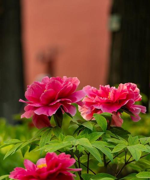 牡丹是什么季节开（有关牡丹的花期时间）