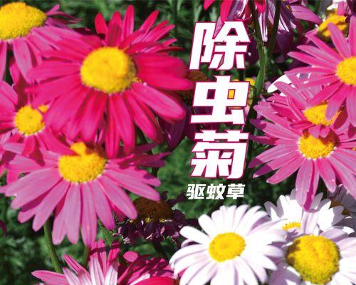 黑心菊花种子怎么种（黑心菊种子种植方法和时间）