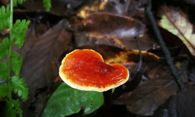 灵芝如何种植（灵芝种植条件及方法）