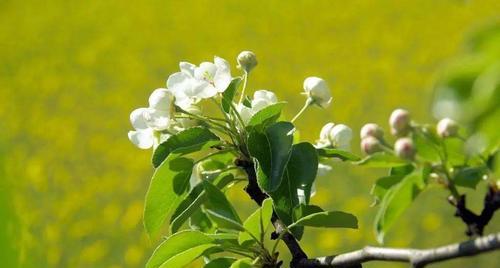 梨树的种植与管理技术（从选种到收获）