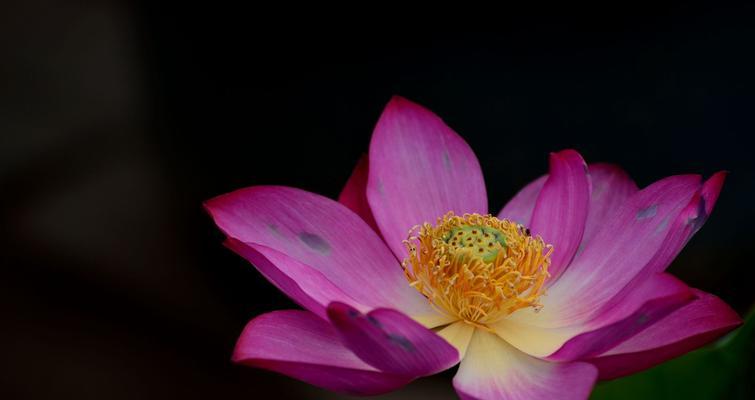 莲花什么季节开（观赏莲花花期简介）