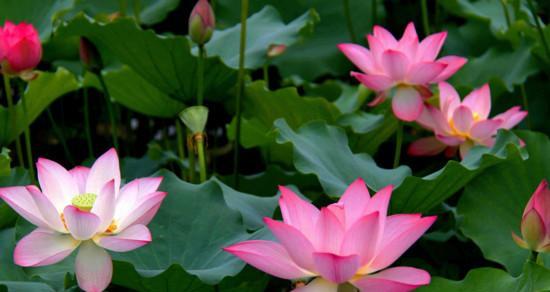 莲花什么季节开（观赏莲花花期简介）