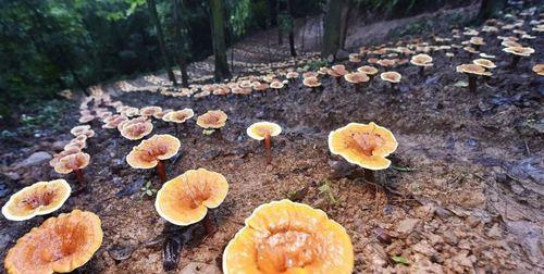 灵芝怎么种植（灵芝种植条件和方法）