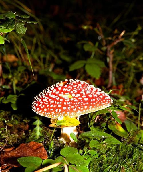 蘑菇种植需要什么条件（蘑菇种植条件及要求）