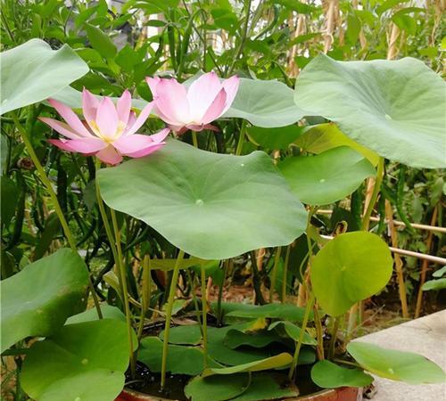 室内水生植物哪些好养（适合水养的室内植物推荐）