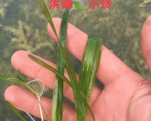 苦草怎么种植（苦草种植条件和方法）